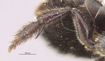 Media type: image;   Entomology 527 Aspect: Leg hind